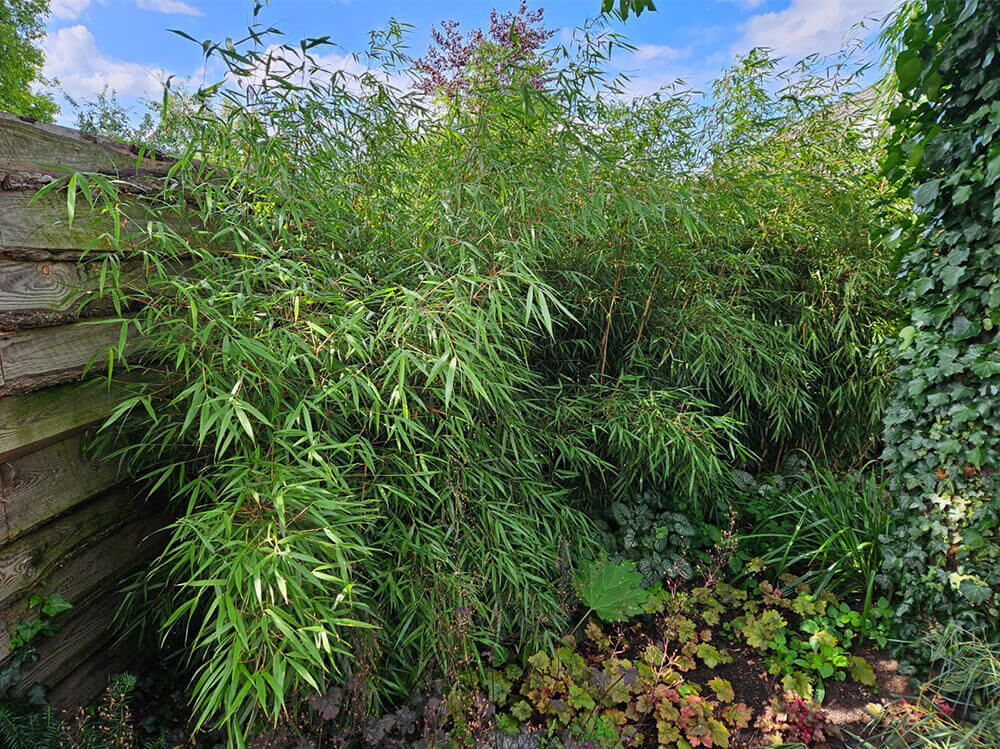 Fargesia bamboe in de tuin